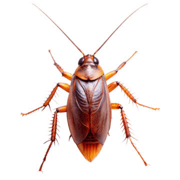 Cucarachas