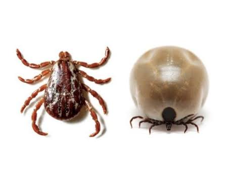 Pulgas y garrapatas