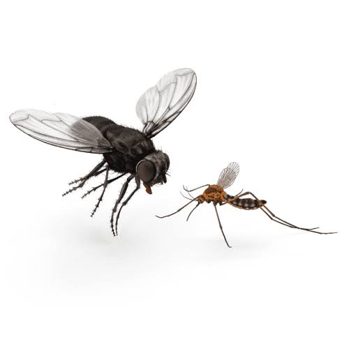 Mosquitos y moscas